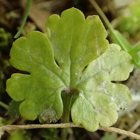 Ranunculus ripuaricus \ Ripuarier-Gold-Hahnenfu� / Ripuarian Goldilocks, D Bonn Petersberg 23.4.2017