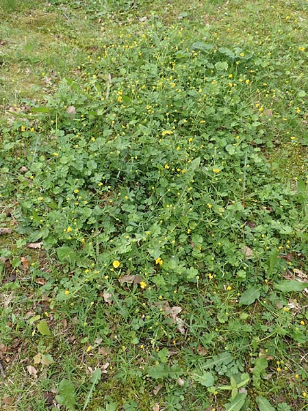 Ranunculus ripuaricus \ Ripuarier-Gold-Hahnenfu� / Ripuarian Goldilocks, D Bonn Petersberg 23.4.2017