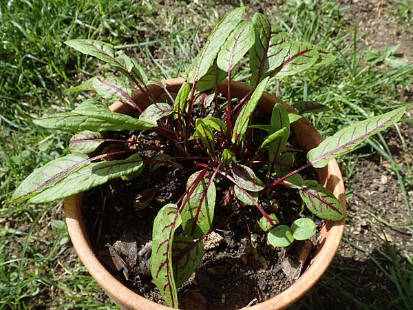 Rumex rugosus \ Garten-Sauer-Ampfer / Wrinkled Sorrel, D Mannheim 8.4.2018