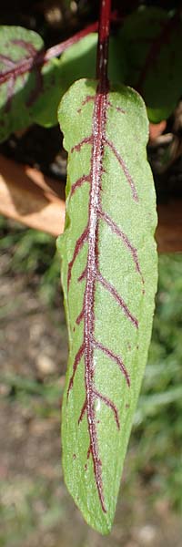 Rumex rugosus \ Garten-Sauer-Ampfer / Wrinkled Sorrel, D Mannheim 8.4.2018