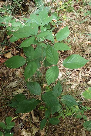 Rubus rudis \ Raue Brombeere / Rough Bramble, D Odenwald, F&uuml;rth 5.7.2018