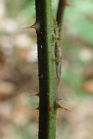 Rubus rudis \ Raue Brombeere / Rough Bramble, D Odenwald, F&uuml;rth 5.7.2018
