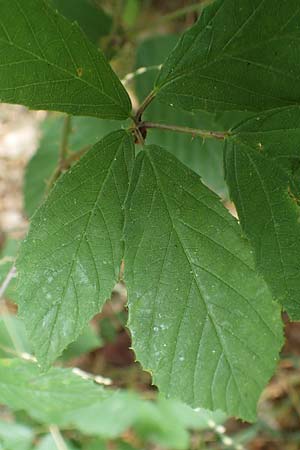 Rubus rudis \ Raue Brombeere / Rough Bramble, D Odenwald, F&uuml;rth 5.7.2018