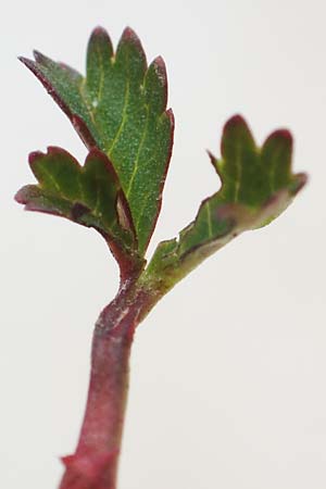 Ranunculus repens \ Kriechender Hahnenfu� / Creeping Buttercup, D Mannheim 1.3.2019