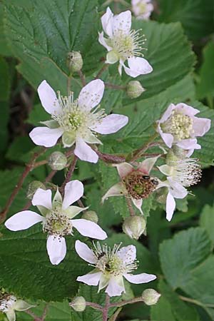 Rubus rudis \ Raue Brombeere / Rough Bramble, D Frankfurt-Schwanheim 15.6.2019