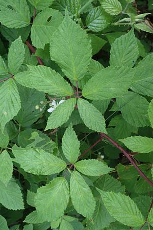 Rubus rudis \ Raue Brombeere / Rough Bramble, D Frankfurt-Schwanheim 15.6.2019