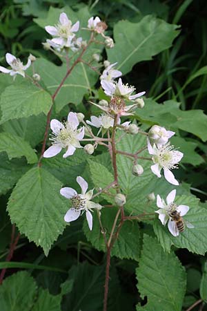 Rubus rudis \ Raue Brombeere / Rough Bramble, D Frankfurt-Schwanheim 15.6.2019