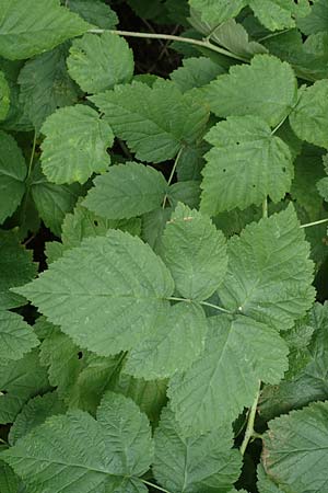 Rubus x idaeoides \ Bastard-Himbeere / Hybrid Bramble, D Herne 27.7.2019