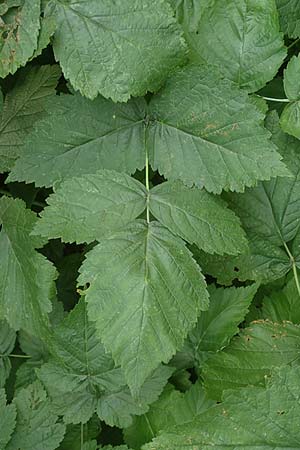 Rubus x idaeoides \ Bastard-Himbeere / Hybrid Bramble, D Herne 27.7.2019