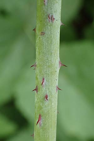 Rubus x idaeoides \ Bastard-Himbeere / Hybrid Bramble, D Herne 27.7.2019