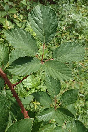 Rubus radula \ Raspel-Brombeere / File-Stemmed Bramble, D Karlsruhe 14.8.2019
