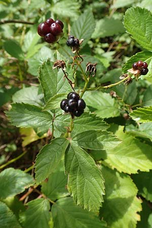 Rubus radula \ Raspel-Brombeere / File-Stemmed Bramble, D Karlsruhe 14.8.2019