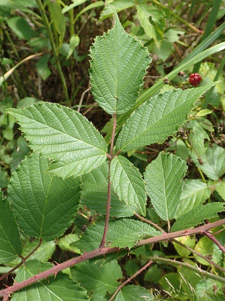 Rubus radula \ Raspel-Brombeere / File-Stemmed Bramble, D Karlsruhe 14.8.2019