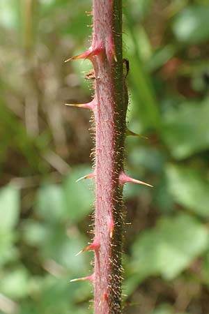 Rubus radula \ Raspel-Brombeere / File-Stemmed Bramble, D Karlsruhe 14.8.2019