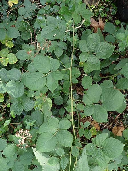 Rubus rotundifoliatus \ Rundbl�ttrige Haselblatt-Brombeere / Round-Leaved Bramble, D Karlsruhe 18.8.2019