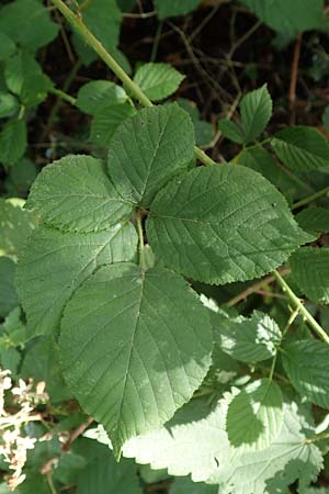 Rubus rotundifoliatus \ Rundbl�ttrige Haselblatt-Brombeere / Round-Leaved Bramble, D Karlsruhe 18.8.2019