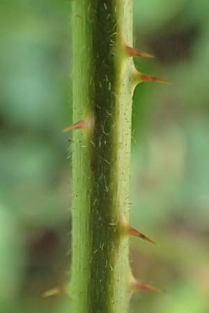 Rubus rotundifoliatus \ Rundbl�ttrige Haselblatt-Brombeere / Round-Leaved Bramble, D Karlsruhe 18.8.2019