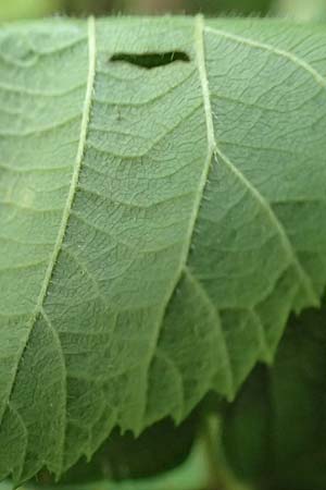 Rubus rotundifoliatus \ Rundbl�ttrige Haselblatt-Brombeere / Round-Leaved Bramble, D Karlsruhe 18.8.2019