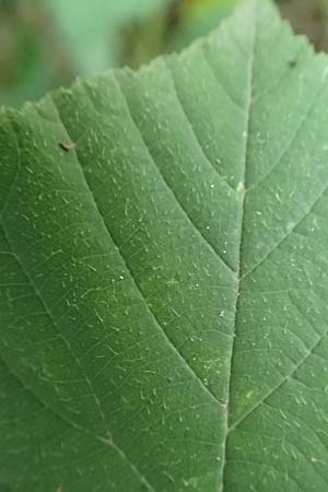 Rubus rotundifoliatus \ Rundbl�ttrige Haselblatt-Brombeere / Round-Leaved Bramble, D Karlsruhe 18.8.2019