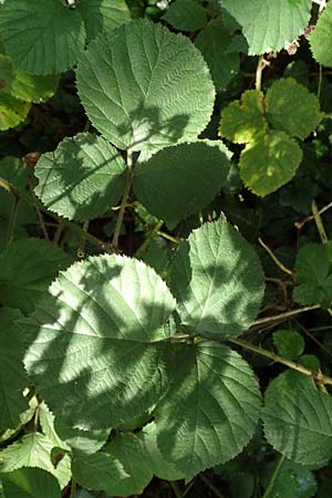 Rubus rotundifoliatus \ Rundbl�ttrige Haselblatt-Brombeere / Round-Leaved Bramble, D Karlsruhe 18.8.2019