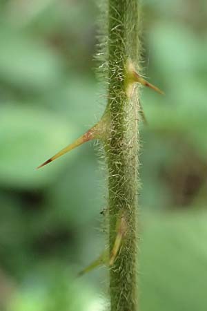 Rubus rotundifoliatus \ Rundbl�ttrige Haselblatt-Brombeere / Round-Leaved Bramble, D Karlsruhe 18.8.2019