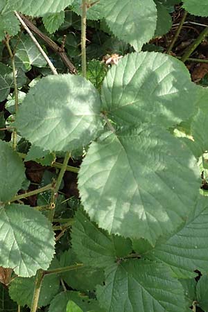 Rubus rotundifoliatus \ Rundbl�ttrige Haselblatt-Brombeere / Round-Leaved Bramble, D Karlsruhe 18.8.2019