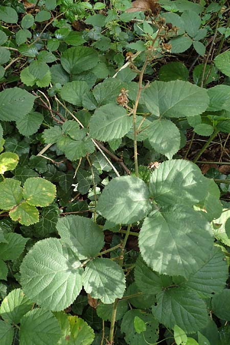 Rubus rotundifoliatus \ Rundbl�ttrige Haselblatt-Brombeere / Round-Leaved Bramble, D Karlsruhe 18.8.2019