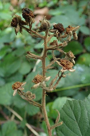 Rubus rotundifoliatus \ Rundbl�ttrige Haselblatt-Brombeere / Round-Leaved Bramble, D Karlsruhe 18.8.2019