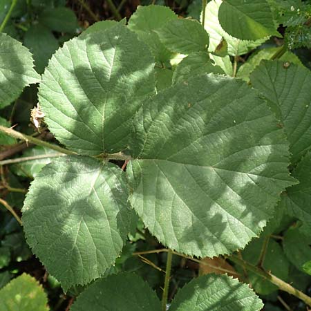 Rubus rotundifoliatus \ Rundbl�ttrige Haselblatt-Brombeere / Round-Leaved Bramble, D Karlsruhe 18.8.2019