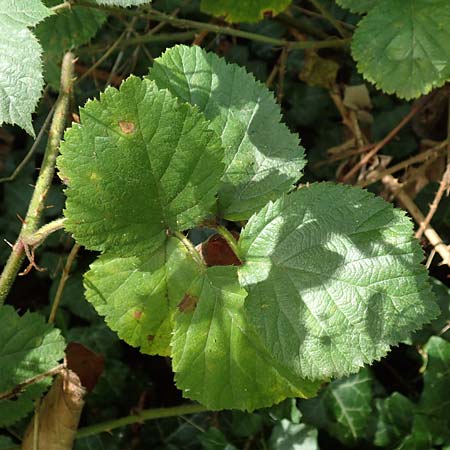 Rubus rotundifoliatus \ Rundbl�ttrige Haselblatt-Brombeere / Round-Leaved Bramble, D Karlsruhe 18.8.2019
