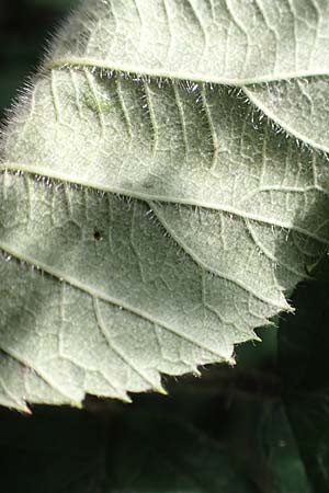 Rubus rotundifoliatus \ Rundbl�ttrige Haselblatt-Brombeere / Round-Leaved Bramble, D Karlsruhe 18.8.2019