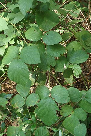 Rubus rotundifoliatus \ Rundbl�ttrige Haselblatt-Brombeere / Round-Leaved Bramble, D Karlsruhe 18.8.2019