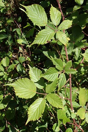 Rubus radula \ Raspel-Brombeere / File-Stemmed Bramble, D Karlsruhe 14.8.2019