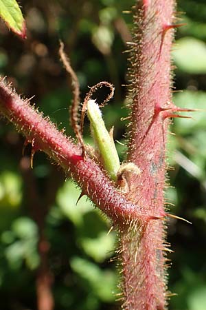 Rubus radula \ Raspel-Brombeere / File-Stemmed Bramble, D Karlsruhe 14.8.2019