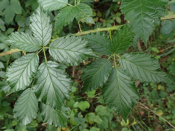Rubus godronii \ Godrons Brombeere / Godron's Bramble, D Eggenstein-Leopoldshafen 18.8.2019