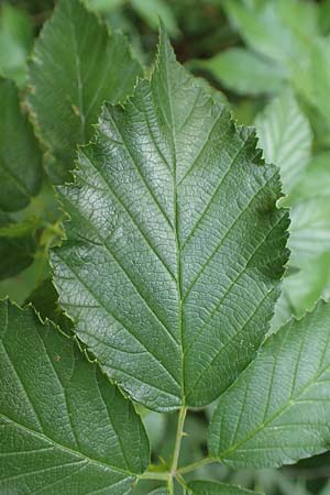Rubus godronii \ Godrons Brombeere / Godron's Bramble, D Eggenstein-Leopoldshafen 18.8.2019