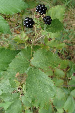Rubus godronii \ Godrons Brombeere / Godron's Bramble, D Eggenstein-Leopoldshafen 18.8.2019