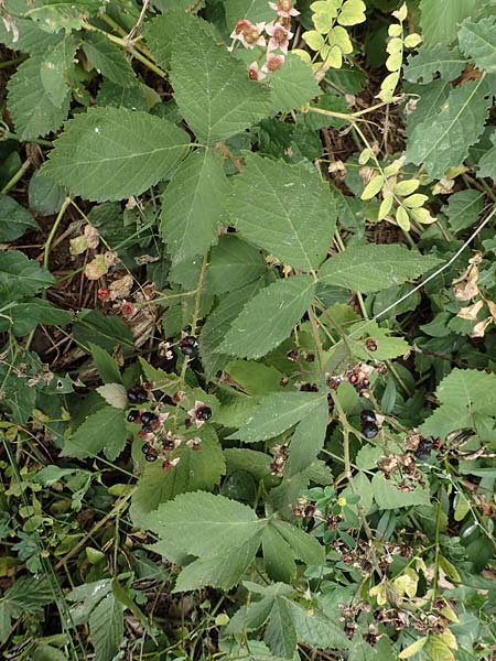 Rubus rhombicus \ Rhombische Haselblatt-Brombeere / Rhombic Bramble, D Karlsruhe-Gr&ouml;tzingen 20.8.2019