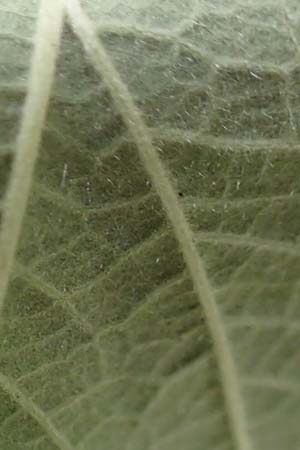 Rubus rhombicus \ Rhombische Haselblatt-Brombeere / Rhombic Bramble, D Karlsruhe-Gr&ouml;tzingen 20.8.2019