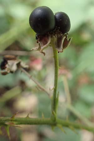 Rubus rhombicus \ Rhombische Haselblatt-Brombeere / Rhombic Bramble, D Karlsruhe-Gr&ouml;tzingen 20.8.2019