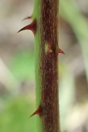 Rubus rhombicus \ Rhombische Haselblatt-Brombeere / Rhombic Bramble, D Karlsruhe-Gr&ouml;tzingen 20.8.2019