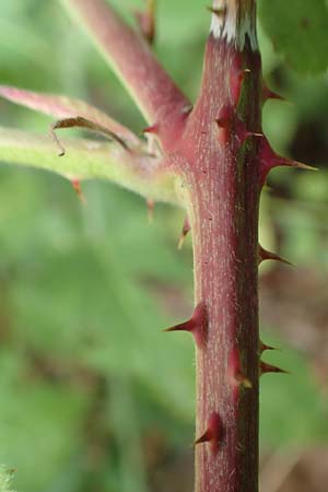 Rubus rhombicus \ Rhombische Haselblatt-Brombeere / Rhombic Bramble, D Karlsruhe-Gr&ouml;tzingen 20.8.2019