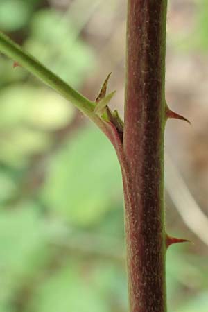 Rubus rhombicus \ Rhombische Haselblatt-Brombeere / Rhombic Bramble, D Karlsruhe-Gr&ouml;tzingen 20.8.2019