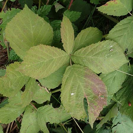 Rubus rhombicus \ Rhombische Haselblatt-Brombeere / Rhombic Bramble, D Karlsruhe-Gr&ouml;tzingen 20.8.2019