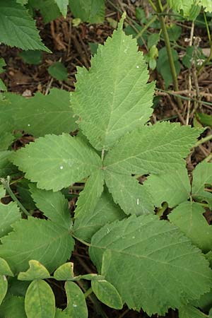 Rubus rhombicus \ Rhombische Haselblatt-Brombeere / Rhombic Bramble, D Karlsruhe-Gr&ouml;tzingen 20.8.2019