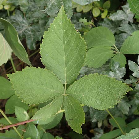 Rubus rhombicus \ Rhombische Haselblatt-Brombeere / Rhombic Bramble, D Karlsruhe-Gr&ouml;tzingen 20.8.2019