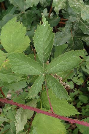 Rubus rhombicus \ Rhombische Haselblatt-Brombeere / Rhombic Bramble, D Karlsruhe-Gr&ouml;tzingen 20.8.2019