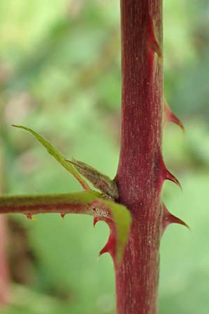 Rubus rhombicus \ Rhombische Haselblatt-Brombeere / Rhombic Bramble, D Karlsruhe-Gr&ouml;tzingen 20.8.2019