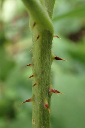 Rubus rhombicus \ Rhombische Haselblatt-Brombeere / Rhombic Bramble, D Karlsruhe-Gr&ouml;tzingen 20.8.2019