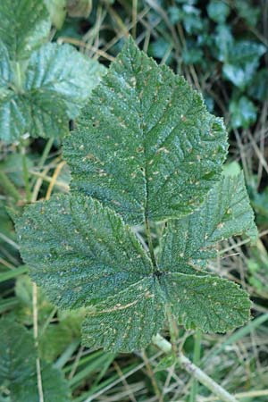 Rubus rugosifolius ? \ Runzelbl&auml;ttrige Haselblatt-Brombeere / Rugose-Leaved Bramble, D L&uuml;denscheid 10.9.2020